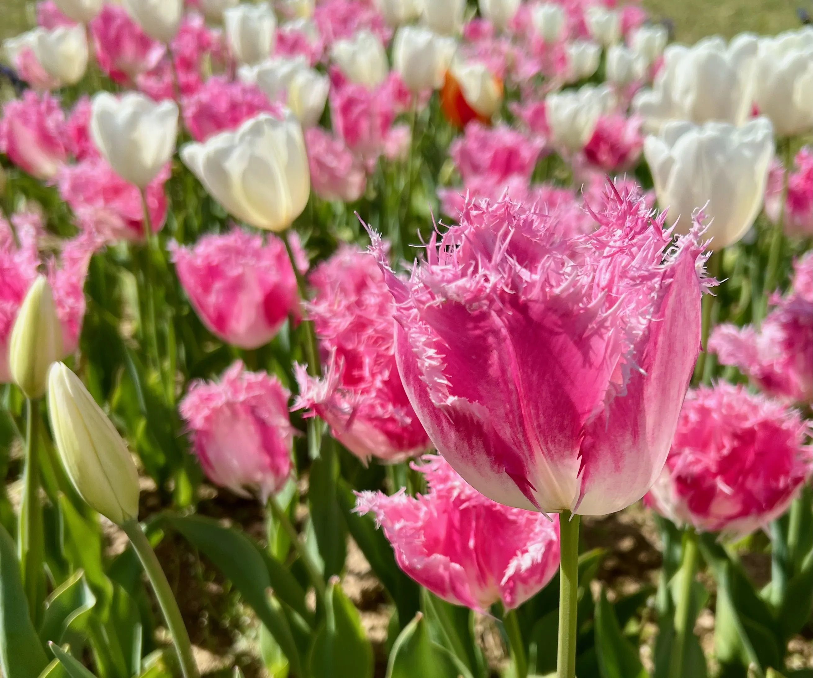 Trentaquattro miliardi di istruzioni per un fiore